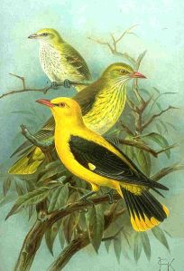 Pirol- Ausgeprägte Unterschiede im Gefieder zwischen Männchen (gelb-schwarz) und Weibchen (grün-gelb).