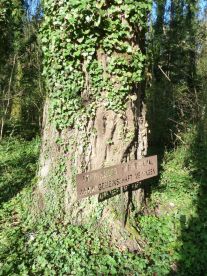 Fast armdicke Lianen des Efeu auf diesem Naturdenkmal (Silberpappel) in der Oberau Meiningen.