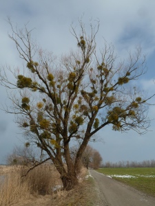 Beliebte Wirtsbäume der Laubholz-Mistel sind die Auwald-Baumarten Weide und Pappel (Foto: Naturschutzanwaltschaft).