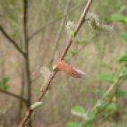 Männliche Blütenkätzchen- Weiden können windbestäubt oder insektenbestäubt werden
